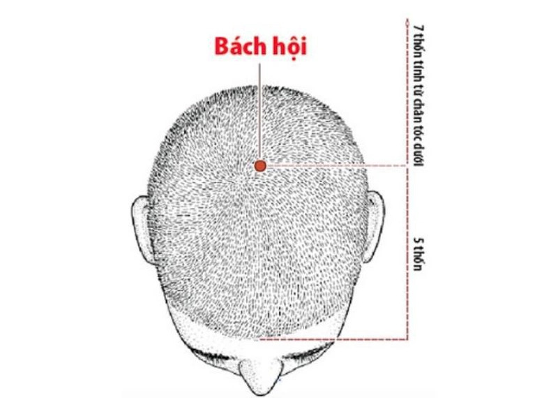 tim_hieu_ve_huyet_bach_hoi_va_cac_tac_dung_trong_tri_lieu3_03dd5cad87.jpg